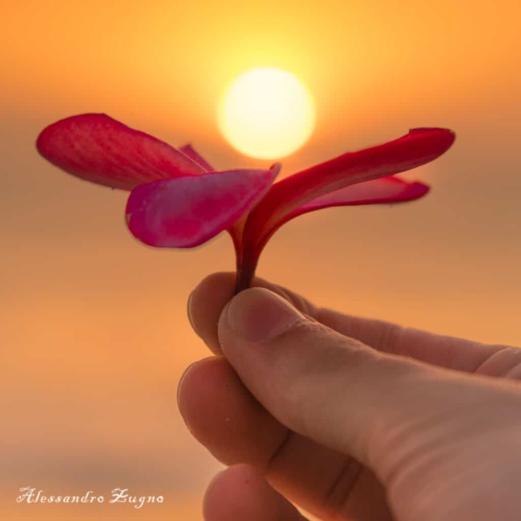 immagine artistica di fiore con sole sul mare